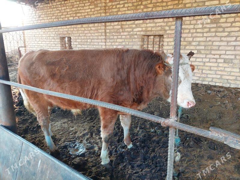 ,okuzler - Türkmenabat - img 1