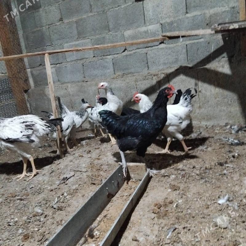 гигант - Бузмеин - img 6