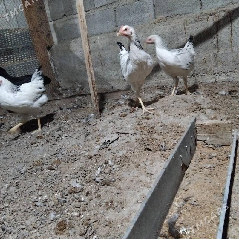 гигант - Бузмеин - img 5