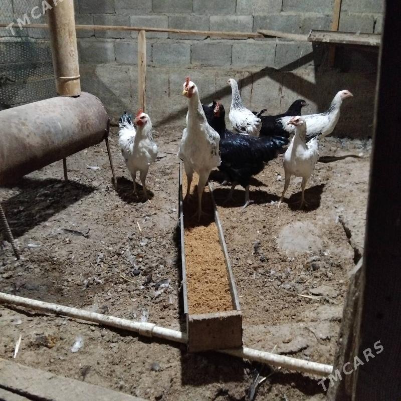 гигант - Бузмеин - img 2