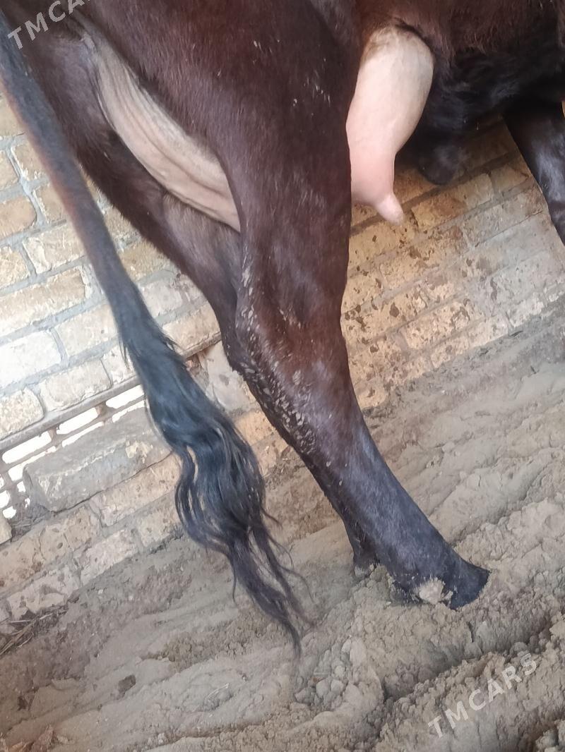 arginal burlat goleli sygyr - Чарджоу - img 7