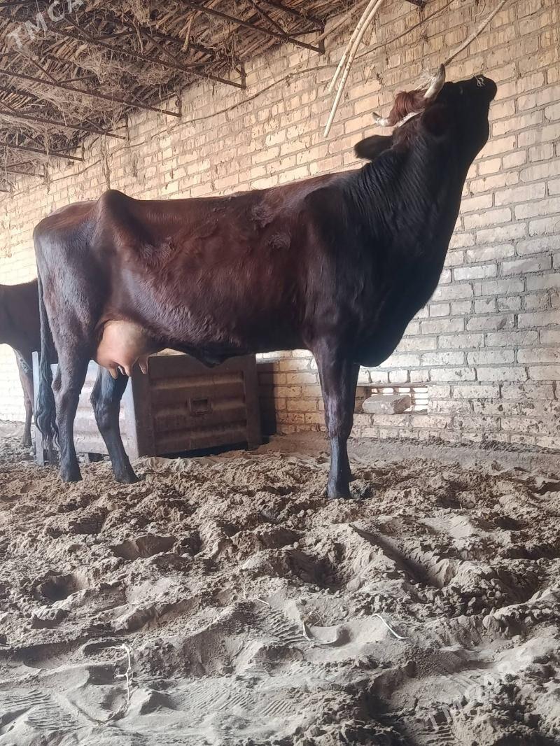 arginal burlat goleli sygyr - Чарджоу - img 5