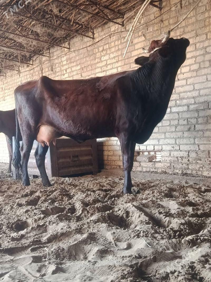 arginal burlat goleli sygyr - Чарджоу - img 6