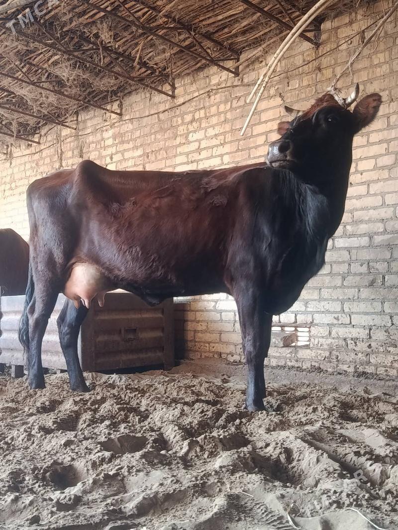 arginal burlat goleli sygyr - Чарджоу - img 1