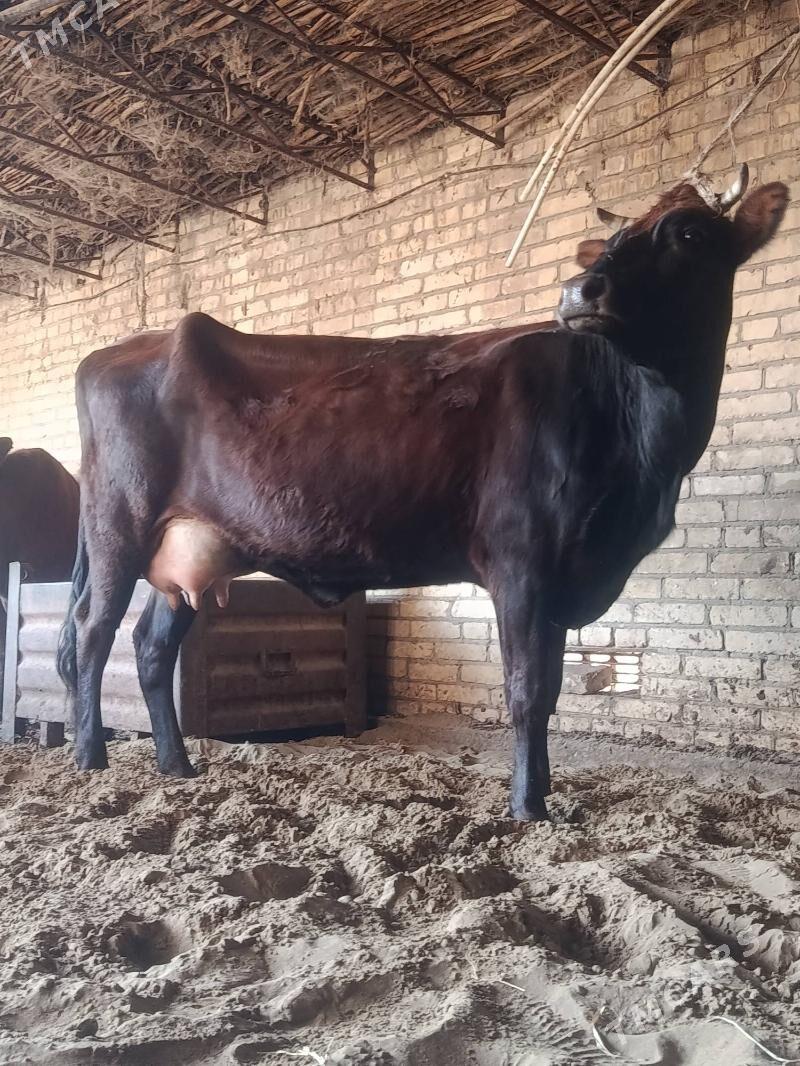 arginal burlat goleli sygyr - Чарджоу - img 8