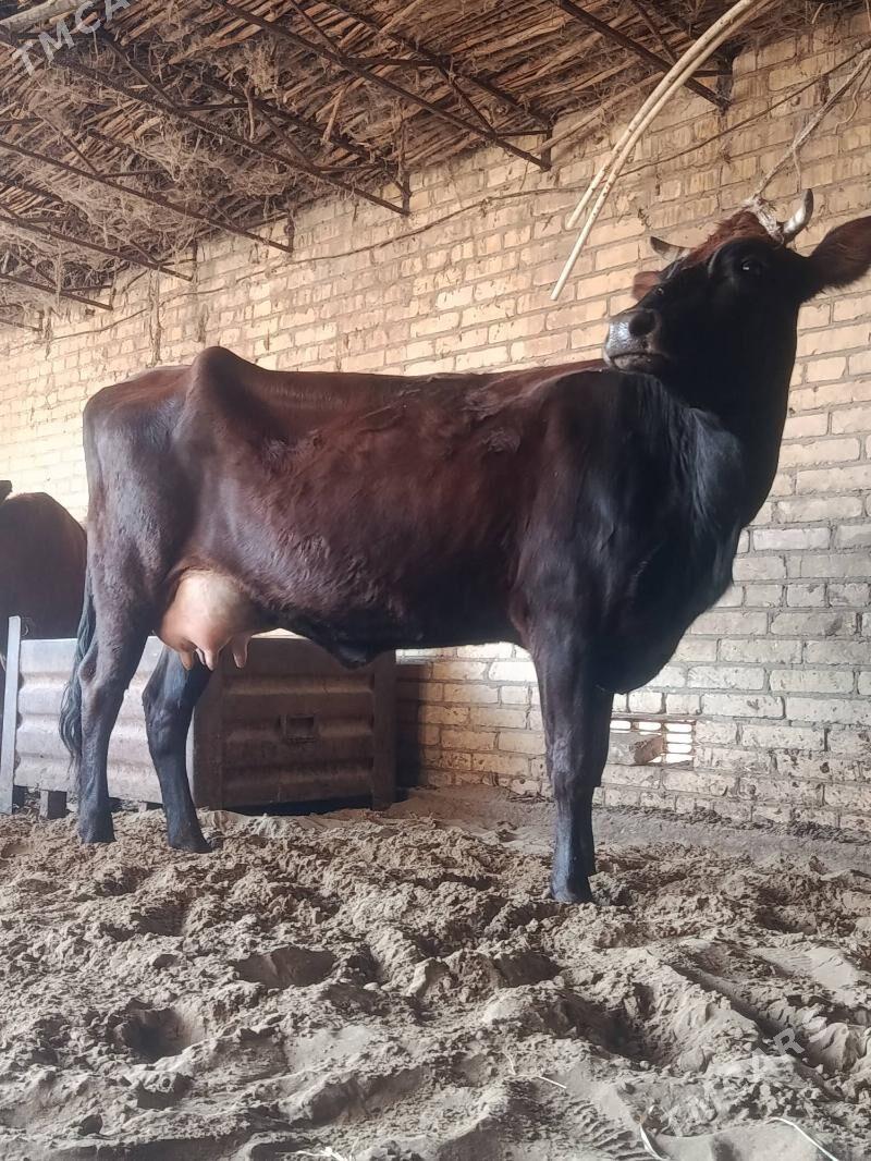 arginal burlat goleli sygyr - Чарджоу - img 2