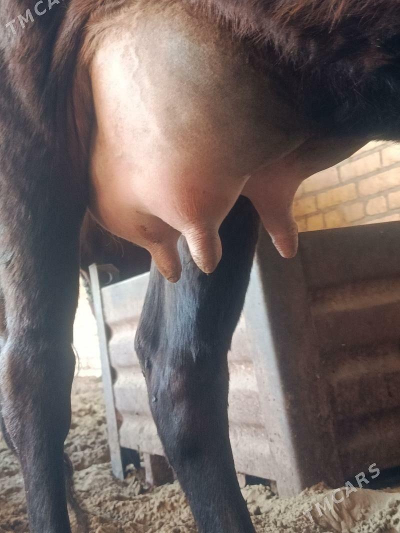 arginal burlat goleli sygyr - Чарджоу - img 3