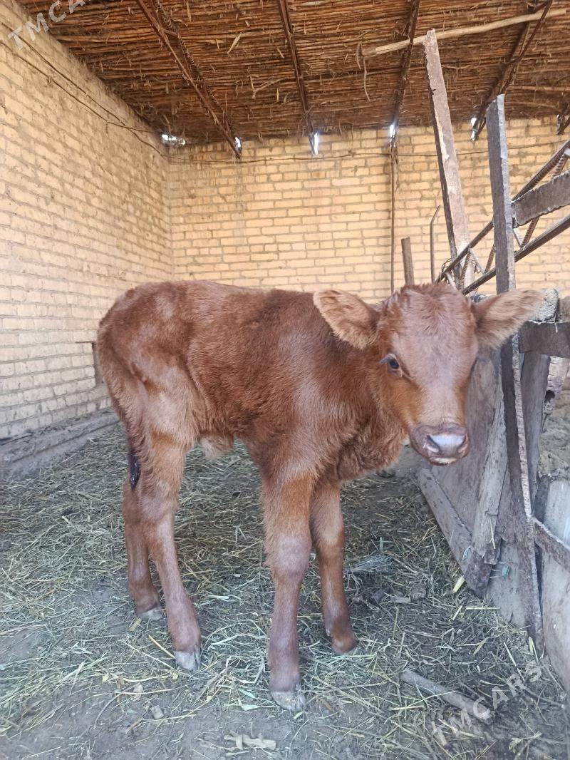 arginal burlat goleli sygyr - Чарджоу - img 9