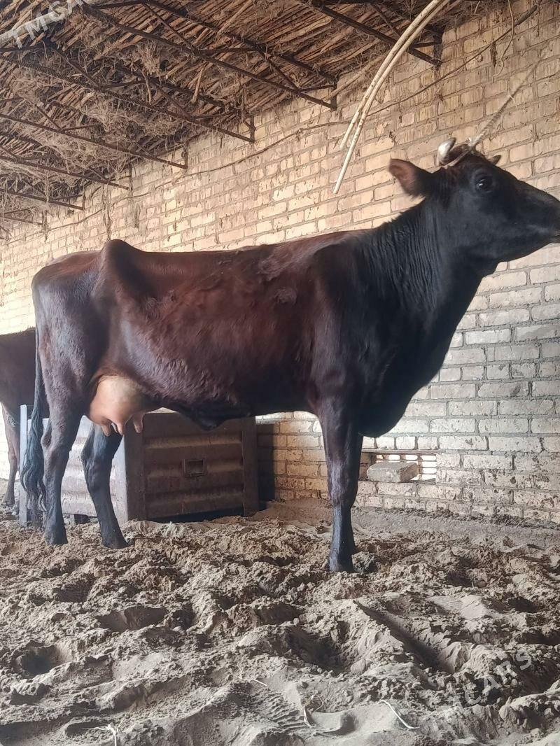 arginal burlat goleli sygyr - Чарджоу - img 4