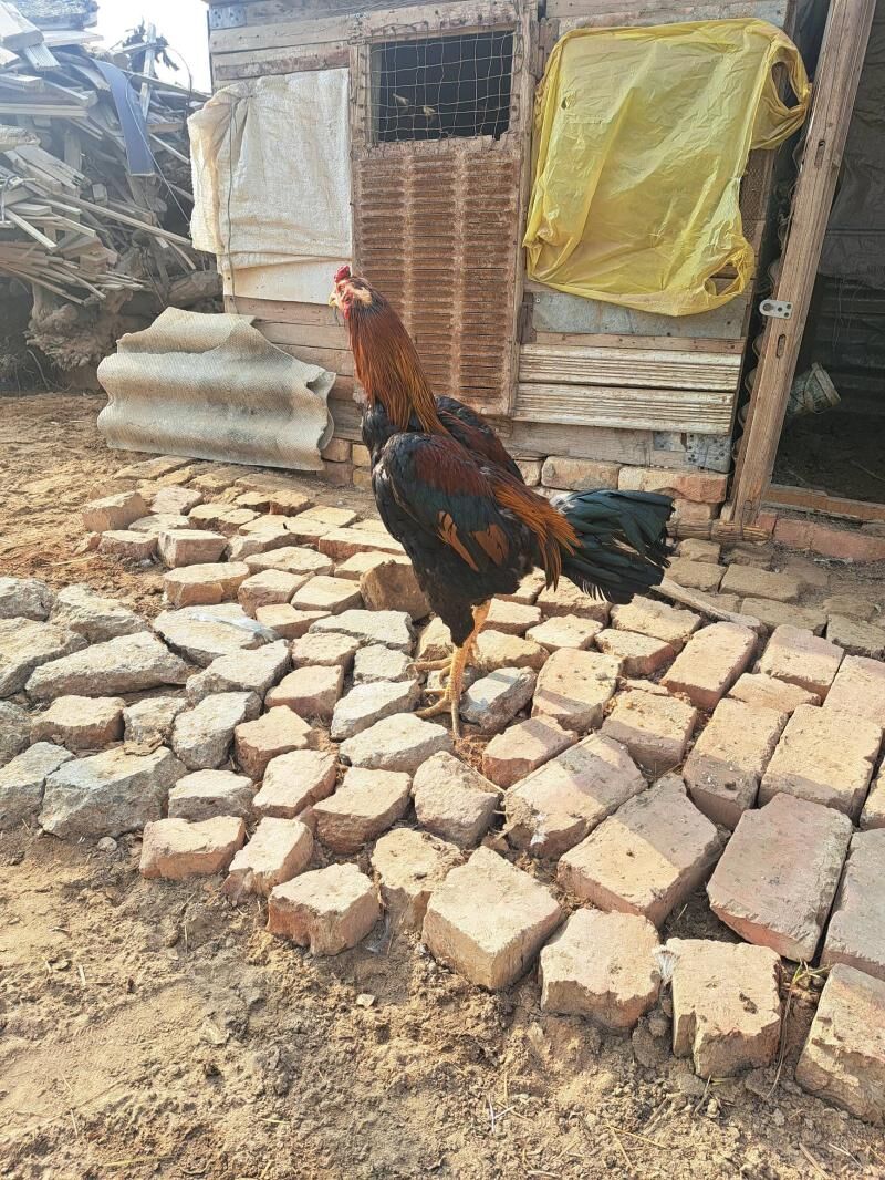 Baysok horaz - Mary - img 1