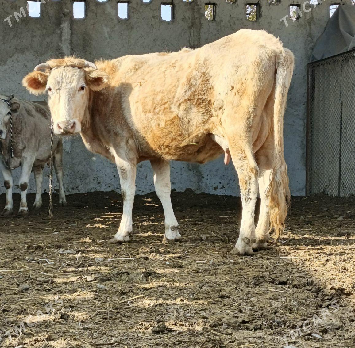 SYGYR - Gökdepe - img 3