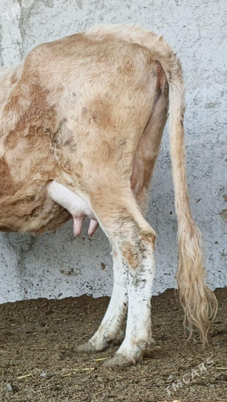 SYGYR - Gökdepe - img 2