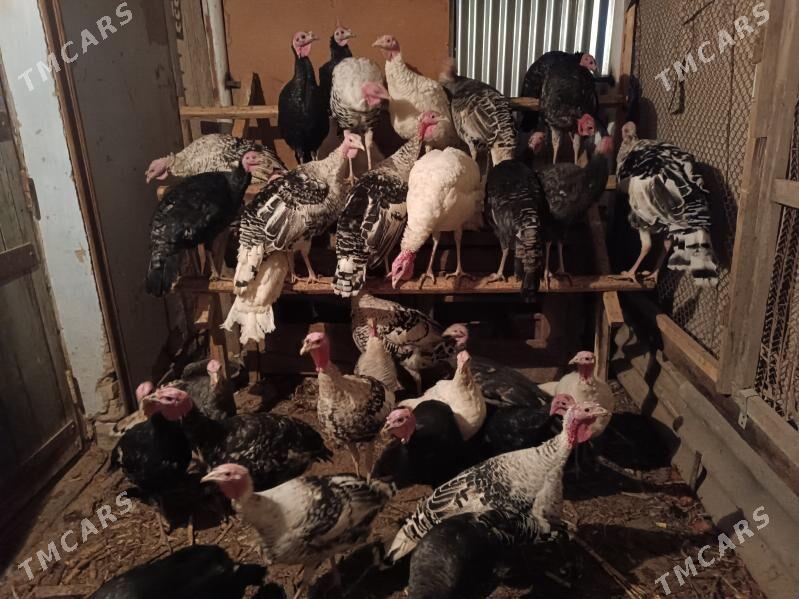 induk - Мары - img 2