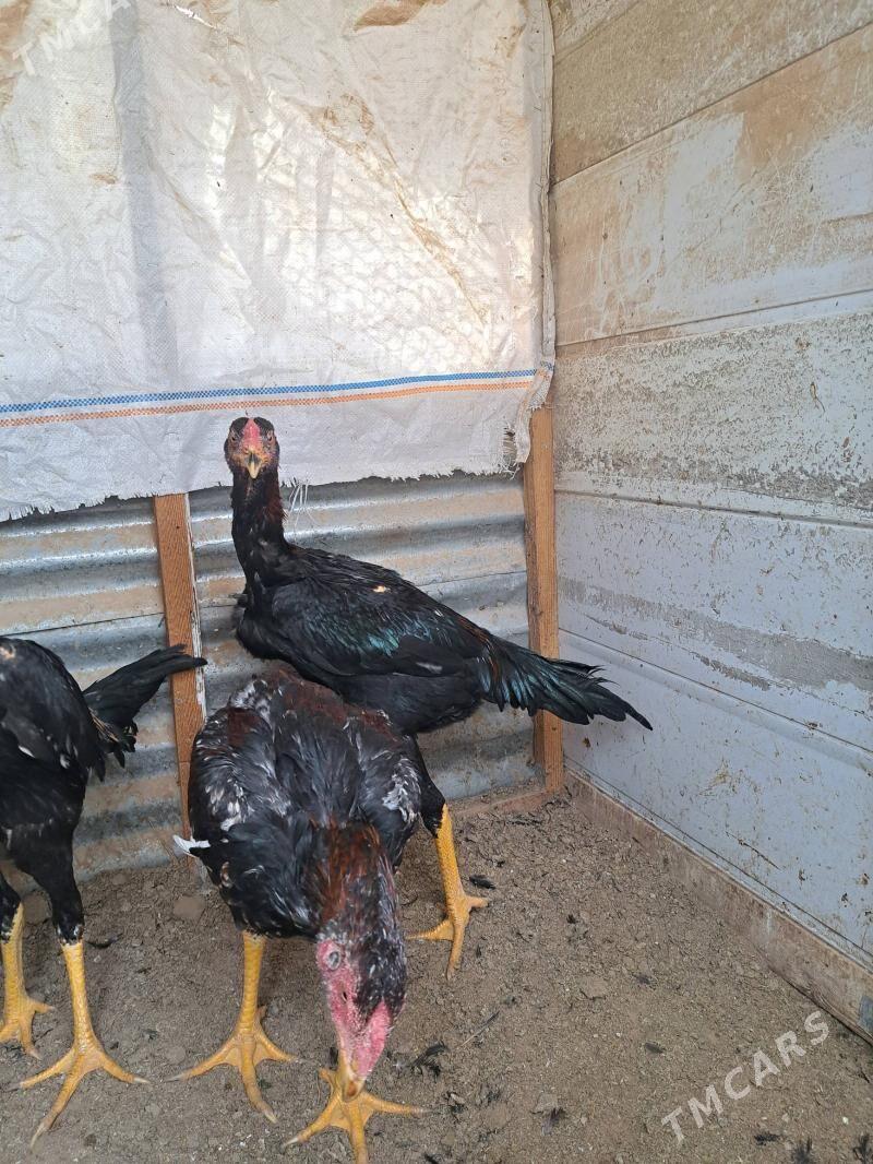 Baysok horaz. - Mary - img 6