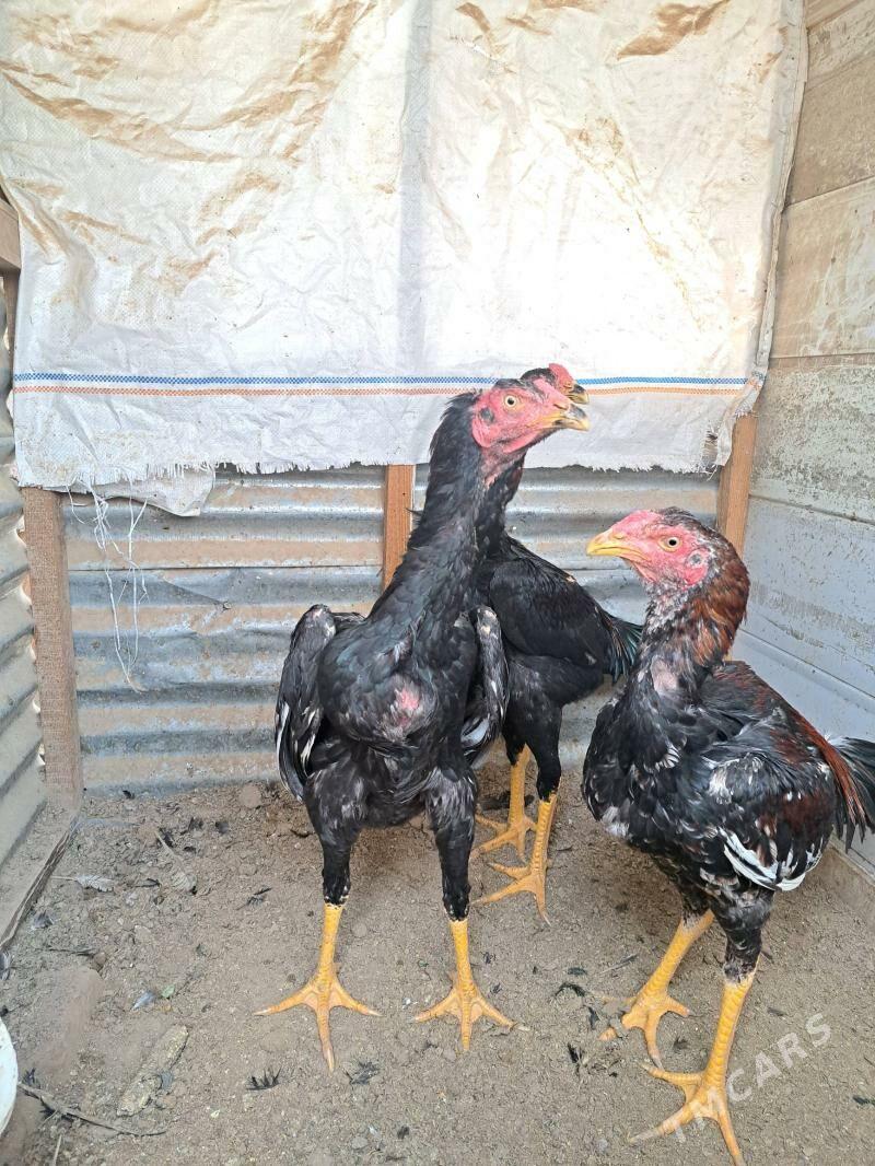 Baysok horaz. - Mary - img 5