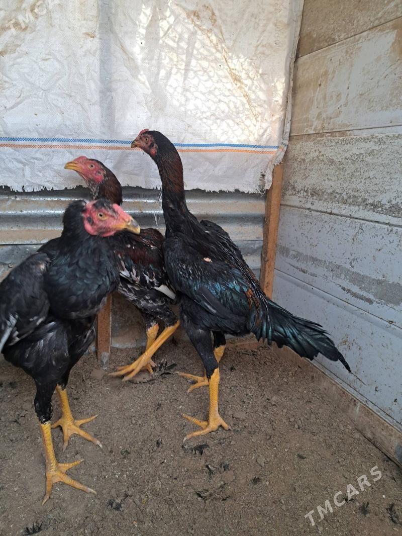 Baysok horaz. - Mary - img 7