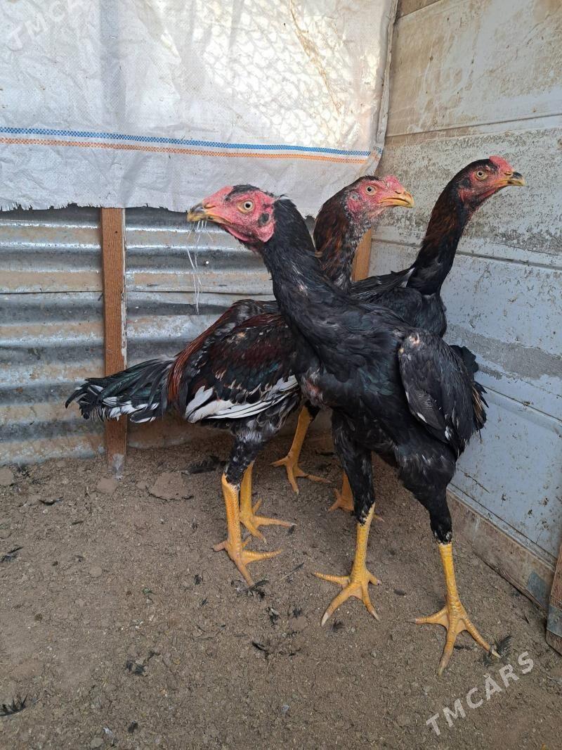 Baysok horaz. - Mary - img 4