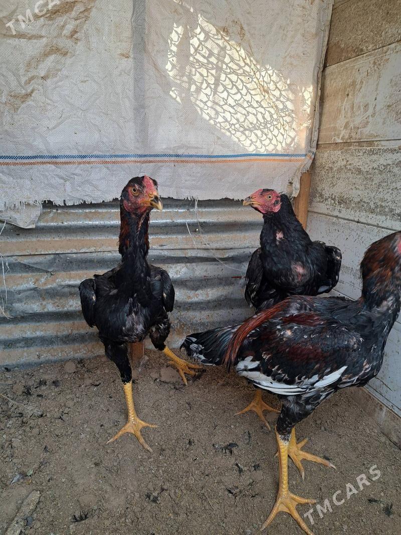 Baysok horaz. - Mary - img 2