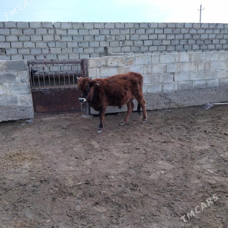 Öküz - Эсенгулы - img 2