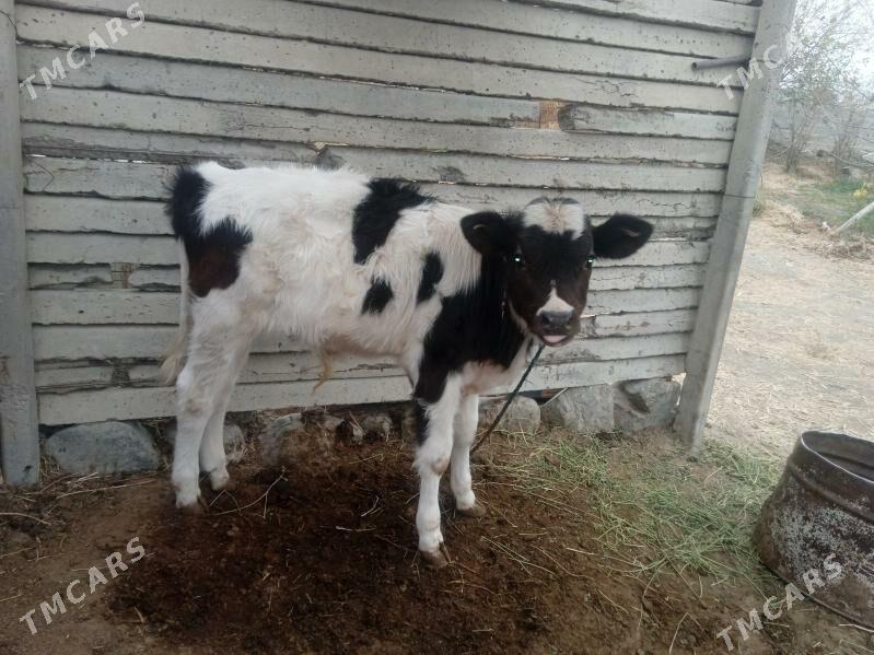 sygyr göleli - Бахарден - img 4