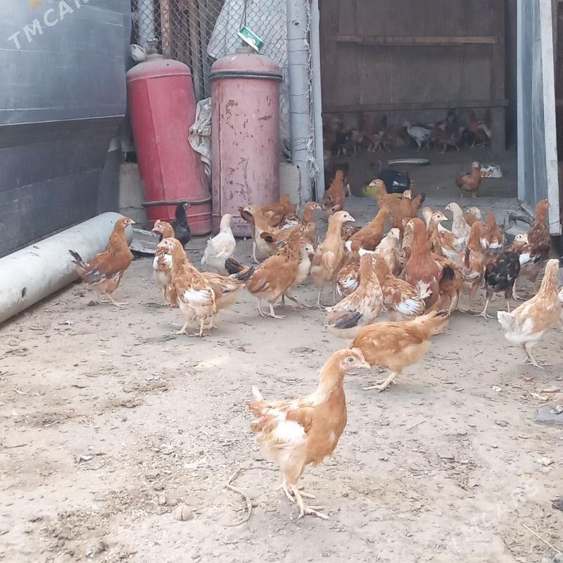 jüÿje - Анев - img 4