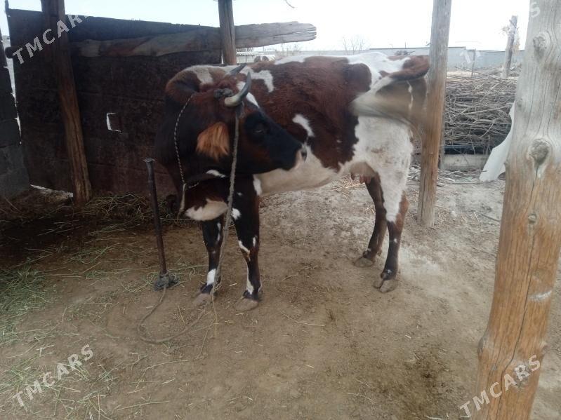 sygyr göleli - Бахарден - img 2