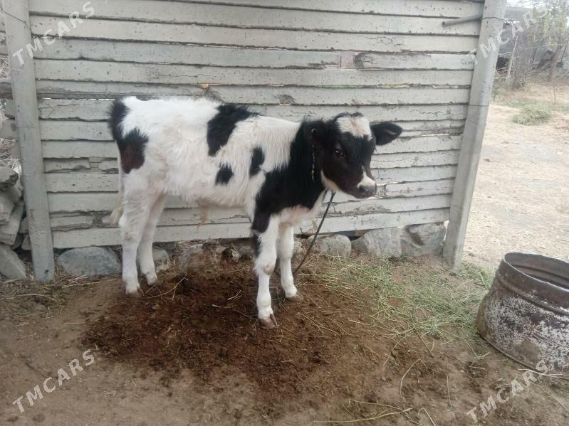 sygyr göleli - Бахарден - img 5