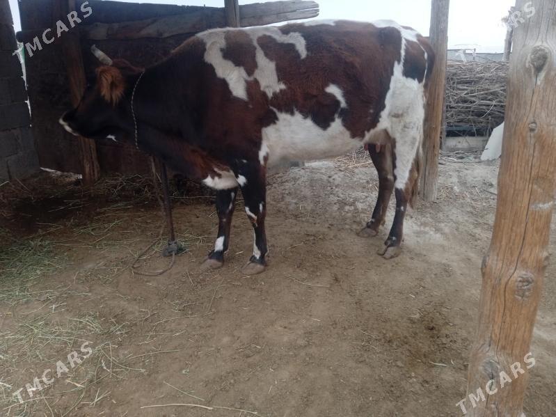 sygyr göleli - Бахарден - img 3