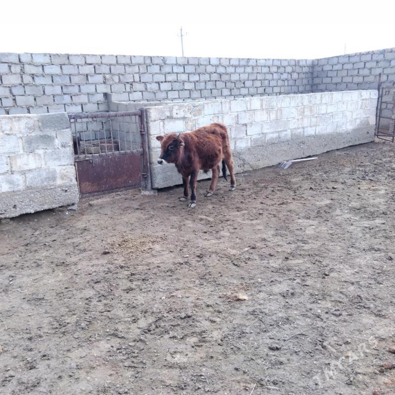 Öküz - Эсенгулы - img 3