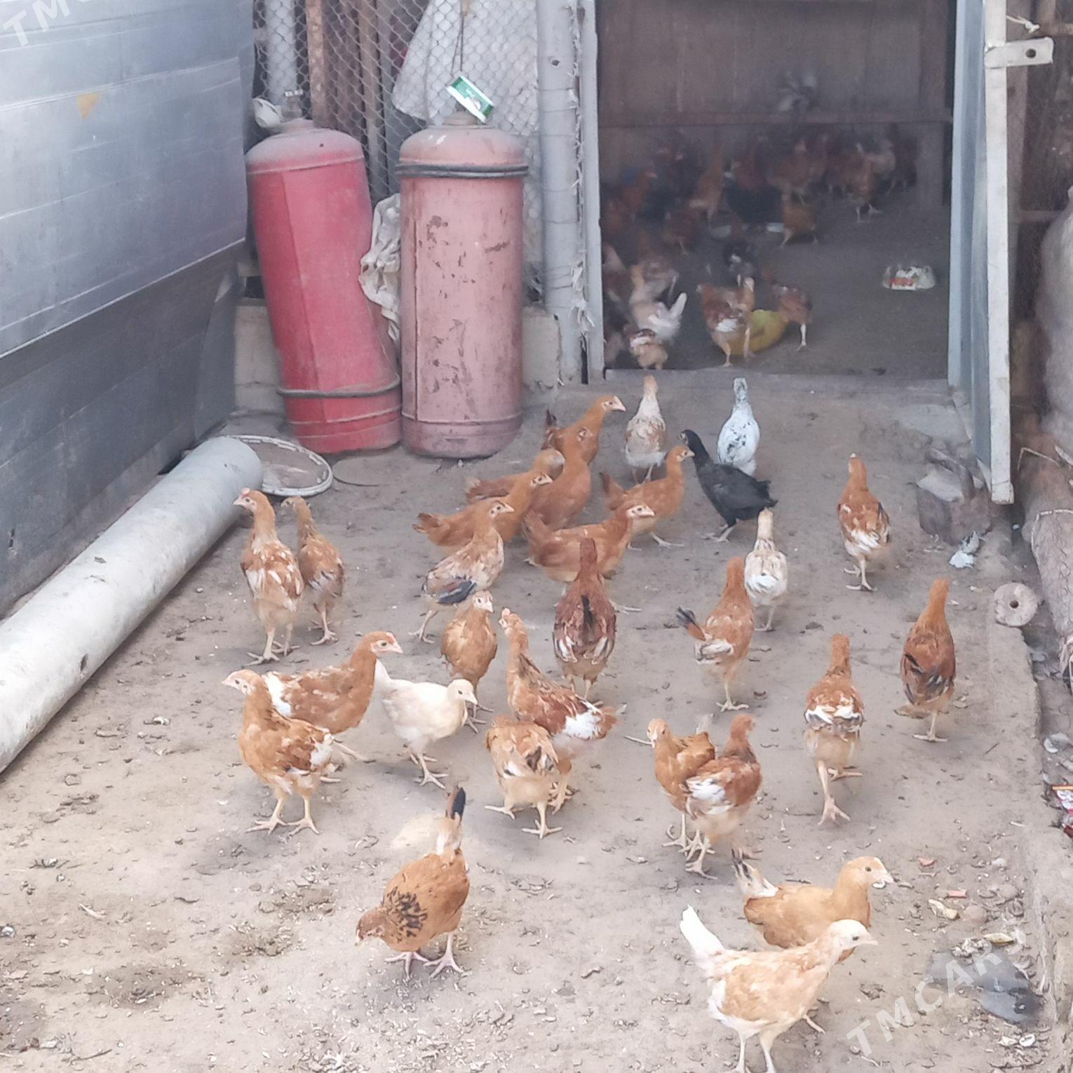 jüÿje - Анев - img 5