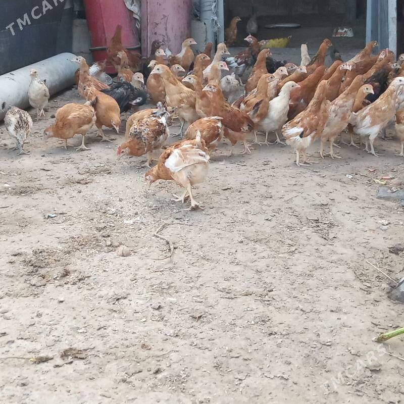 jüÿje - Анев - img 3