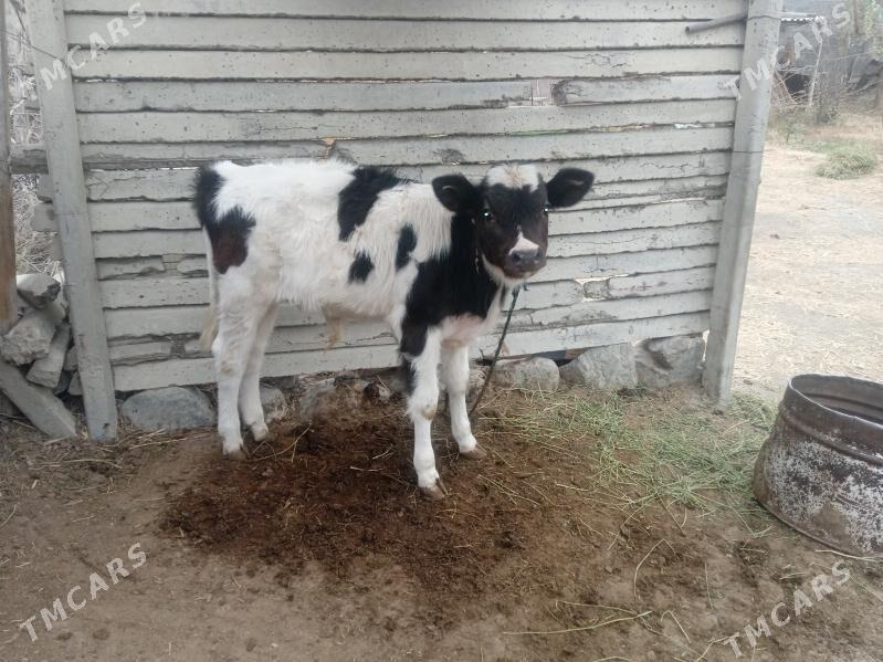 sygyr göleli - Бахарден - img 6