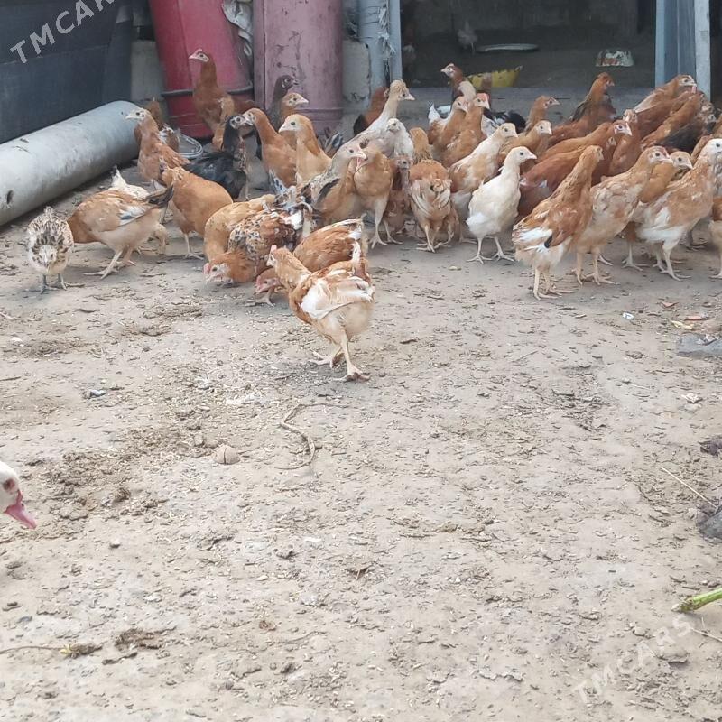 jüÿje - Анев - img 2