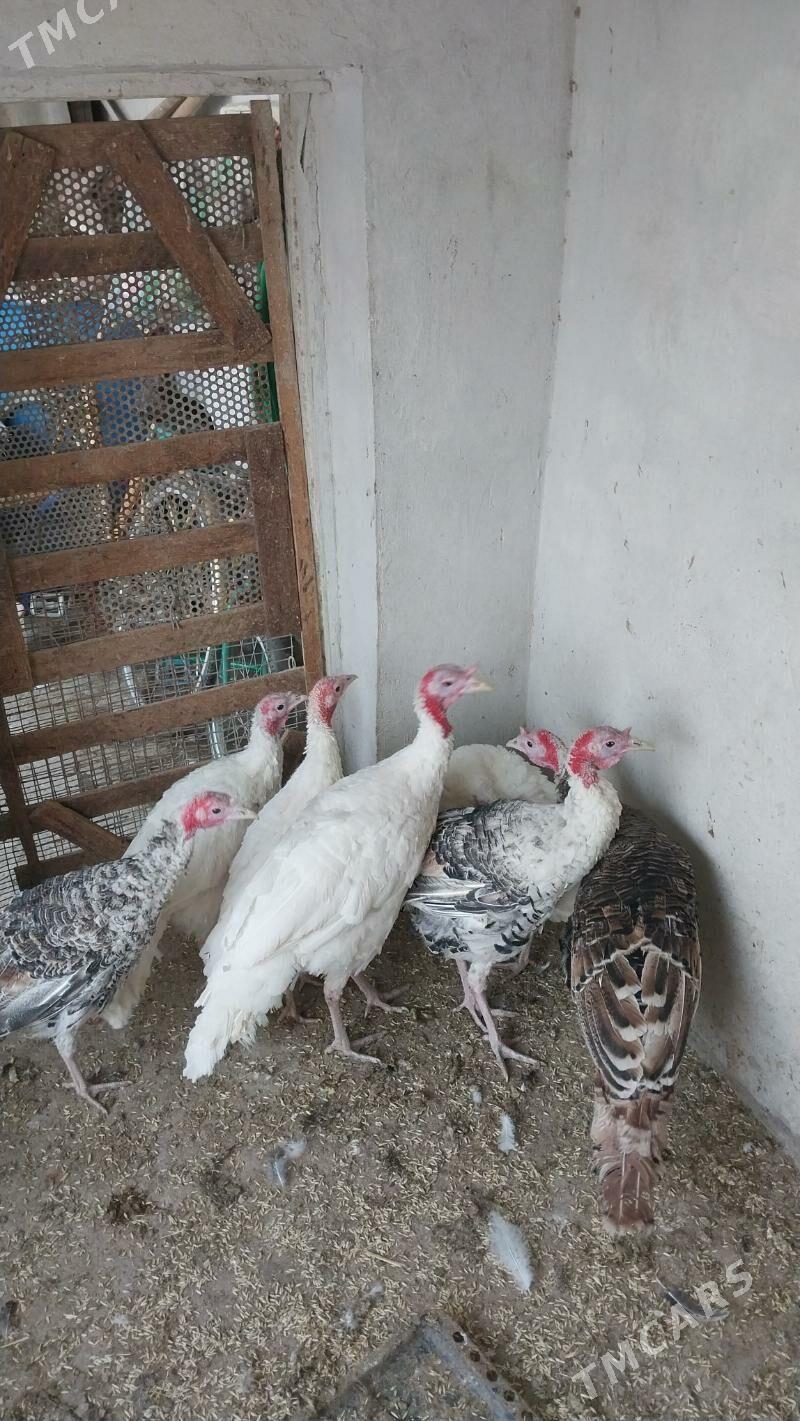 INDUK - Tejen - img 2