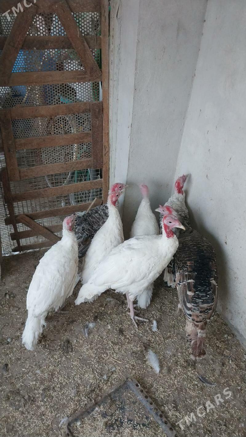 INDUK - Tejen - img 6