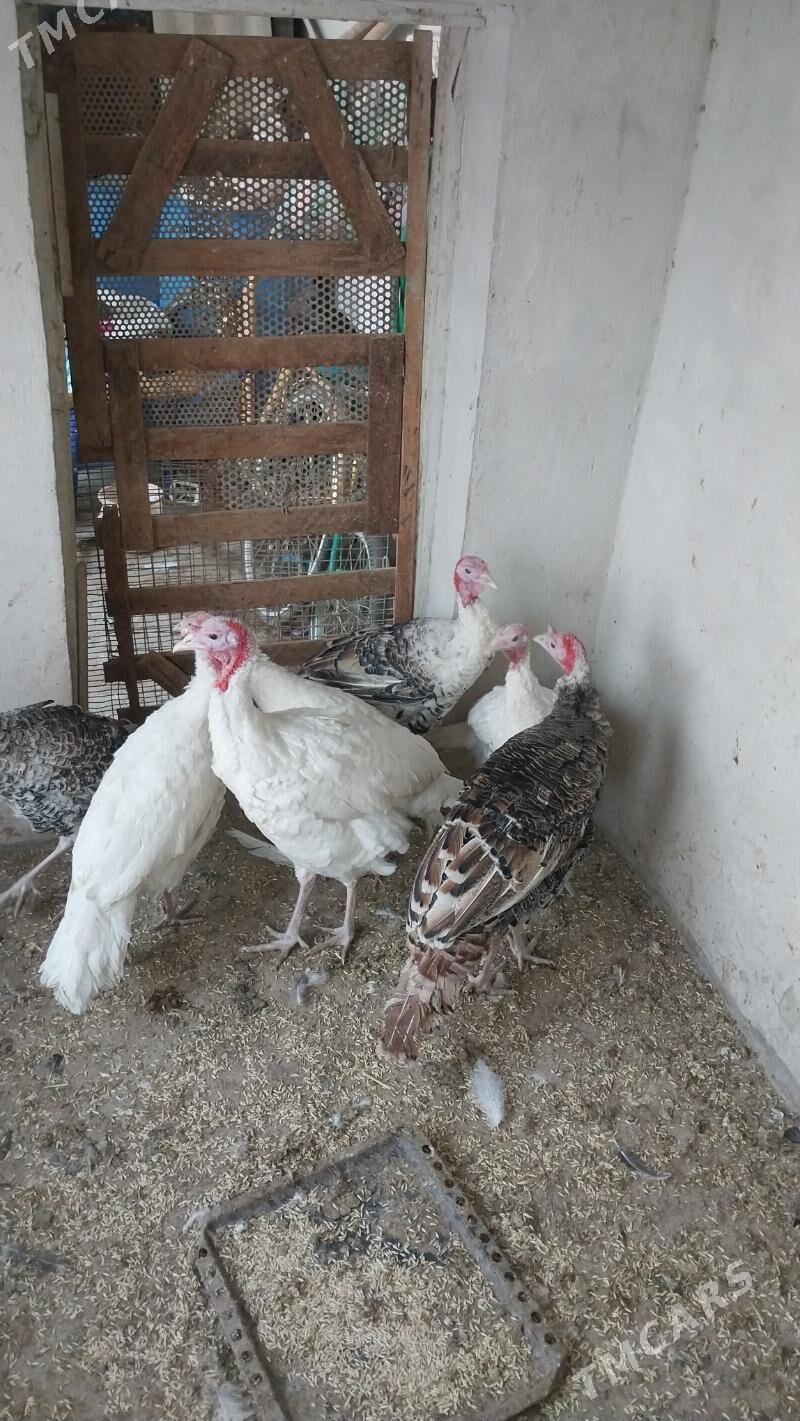 INDUK - Tejen - img 4