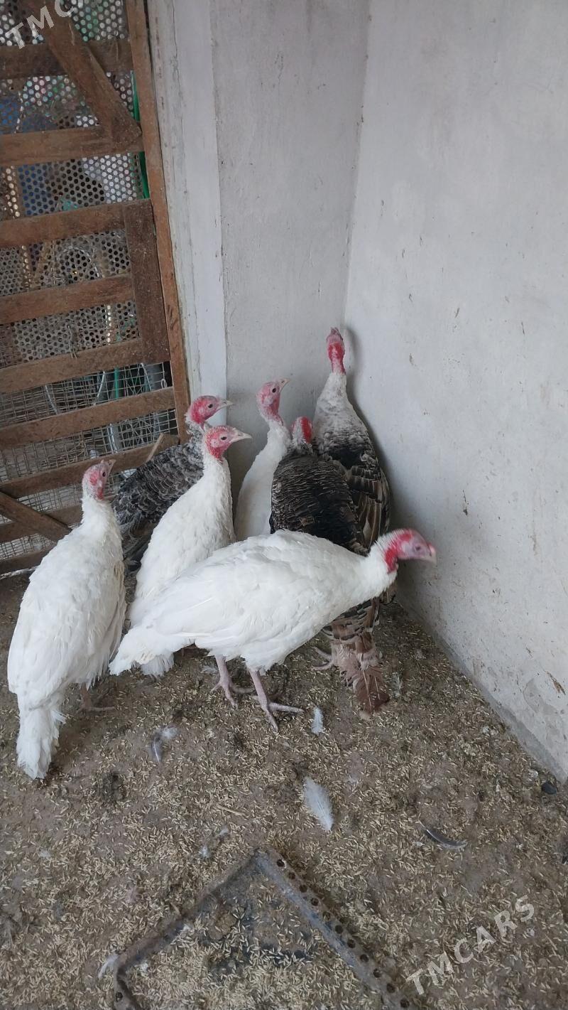 INDUK - Tejen - img 5