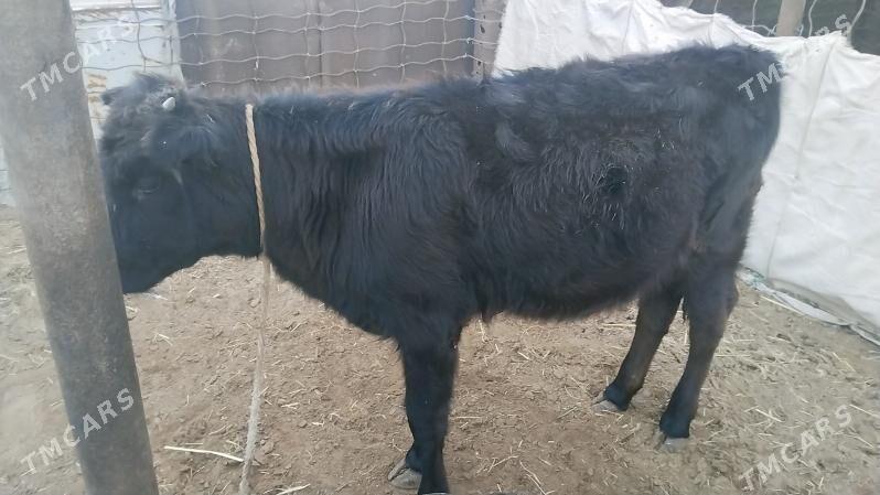 tana - Эсенгулы - img 3