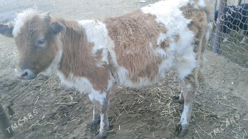 tana - Эсенгулы - img 2