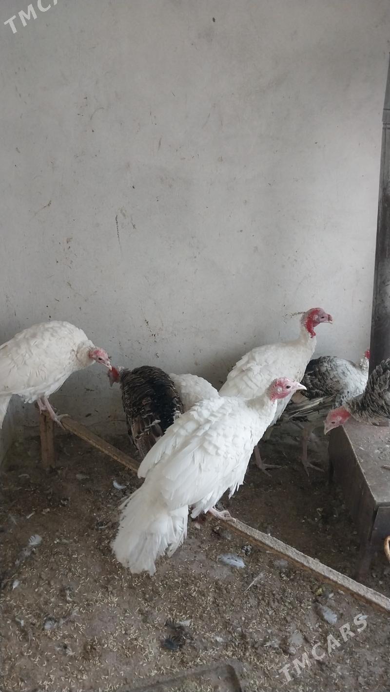 INDUK - Tejen - img 7