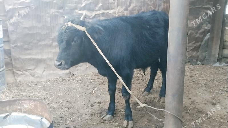 tana - Эсенгулы - img 1