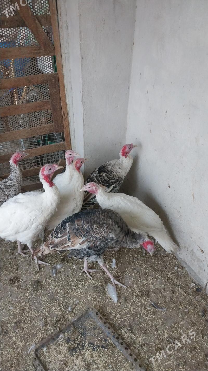 INDUK - Tejen - img 3