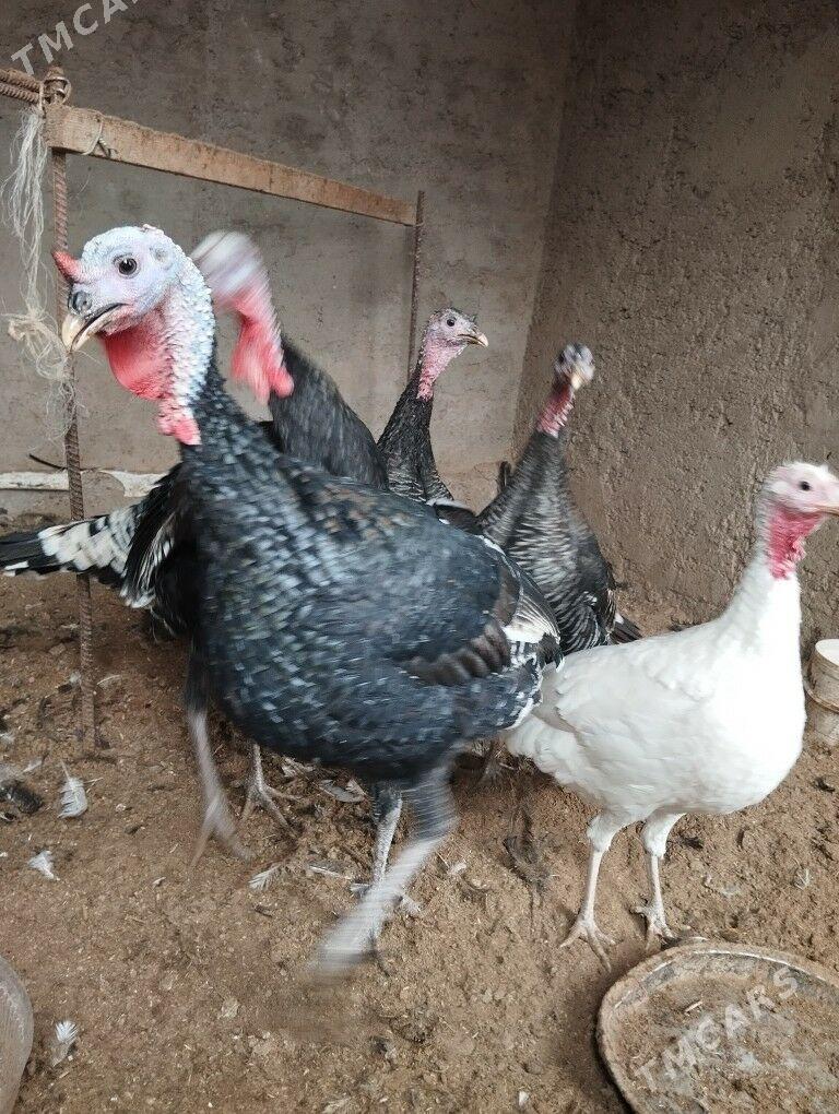 Induk gus 11sany - Серахс - img 4