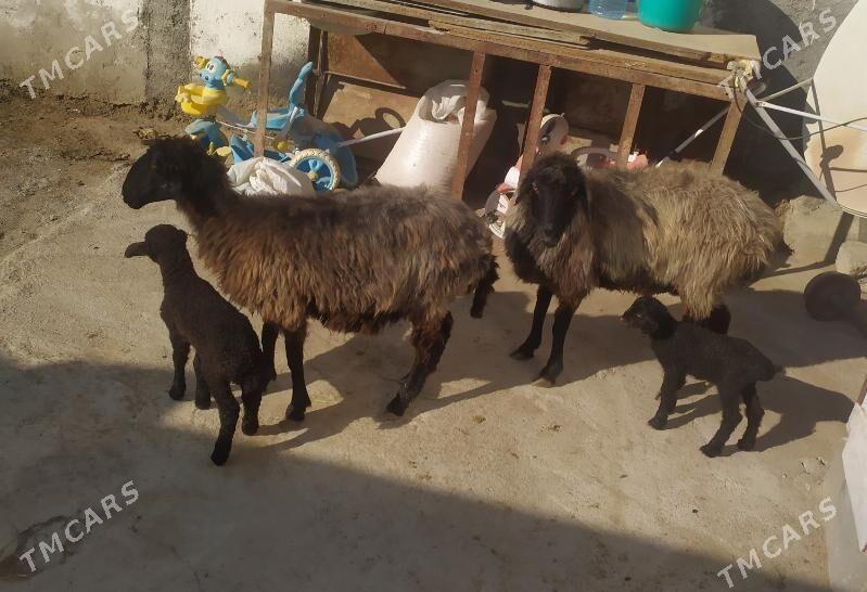 goyun - Ашхабад - img 1