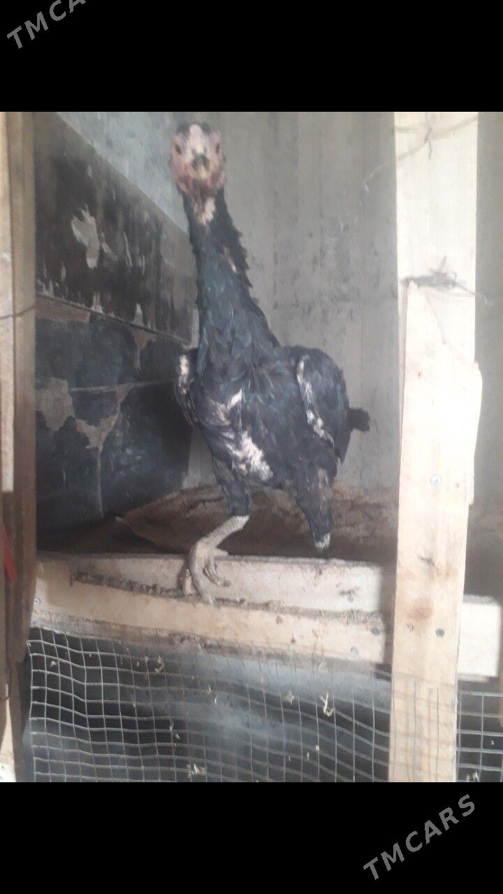 taskent maki - Büzmeýin - img 3