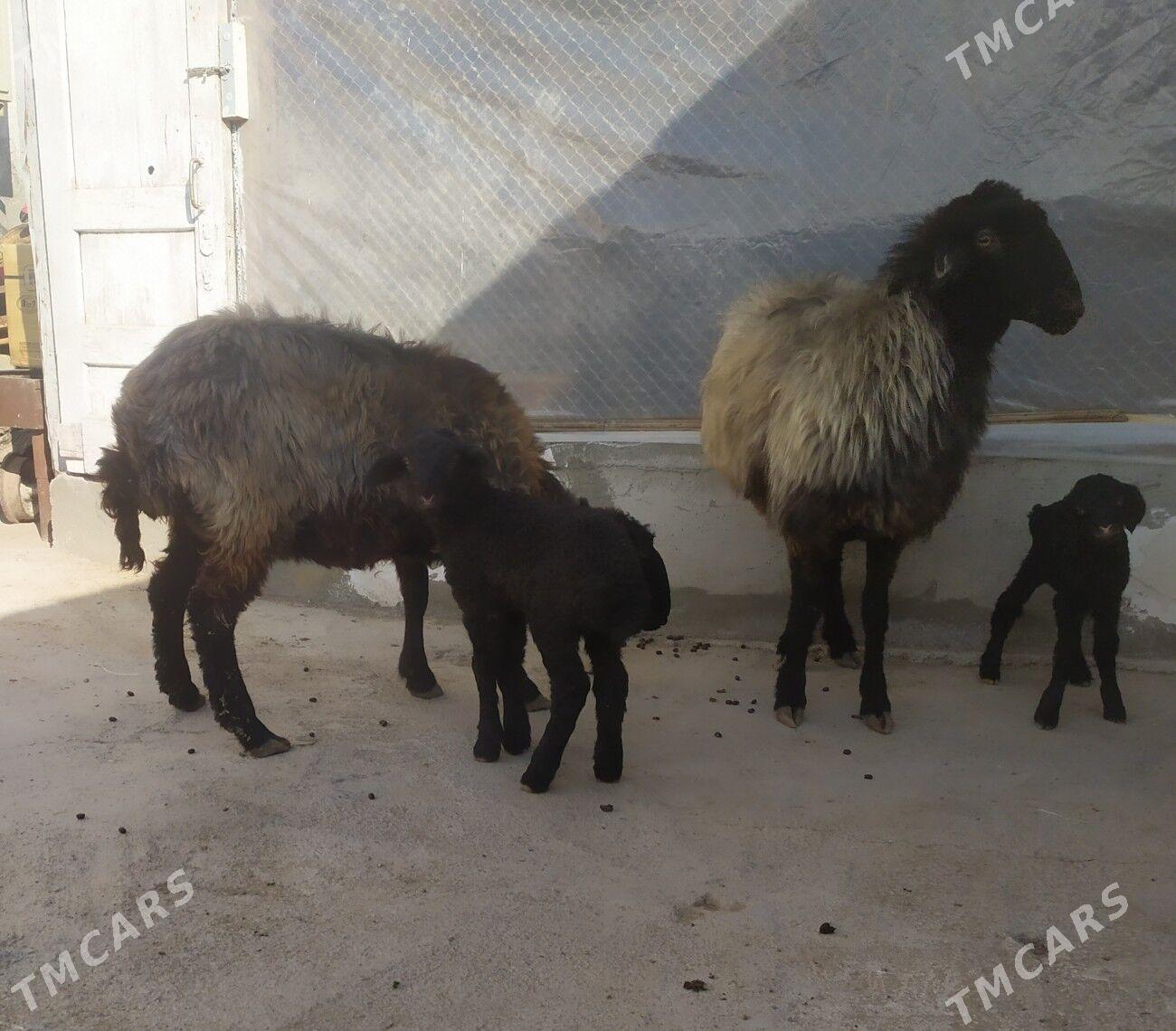 goyun - Ашхабад - img 3