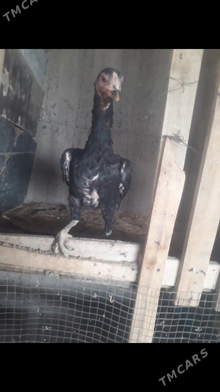 taskent maki - Büzmeýin - img 2