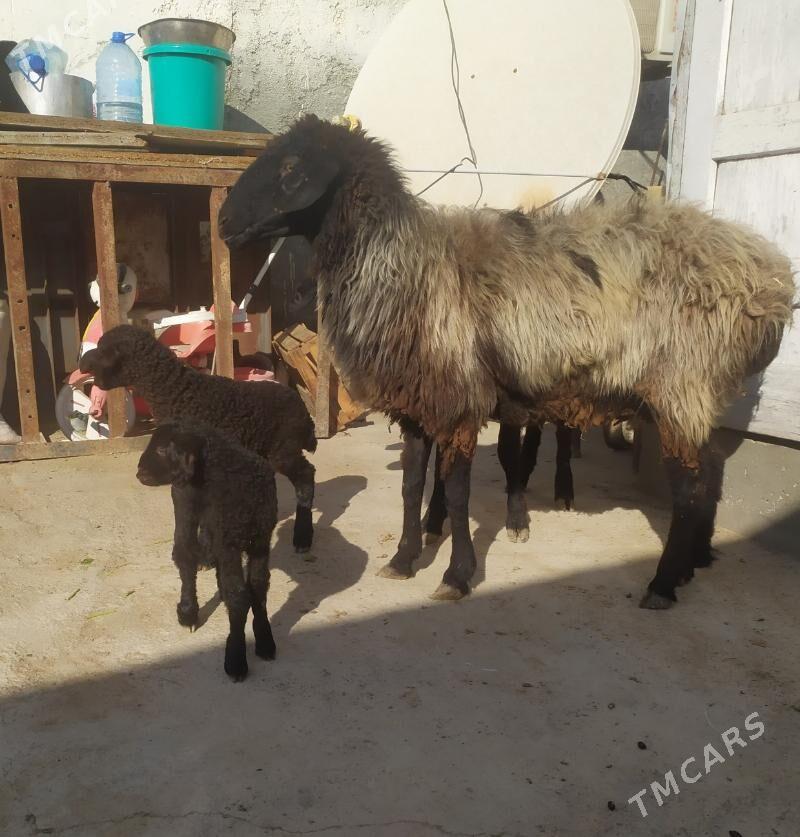 goyun - Ашхабад - img 2