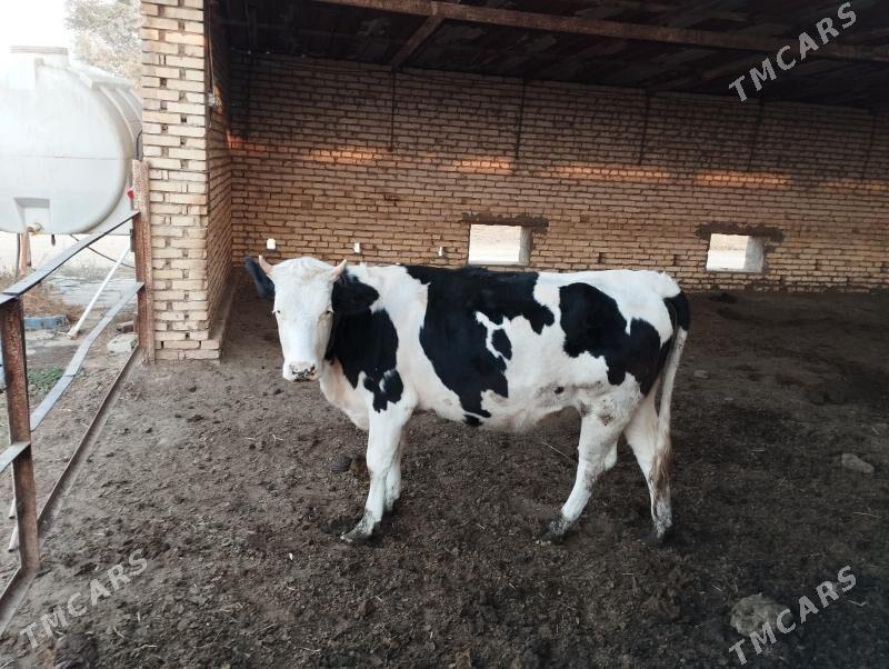 Gbrit gulajyn - Murgap - img 4