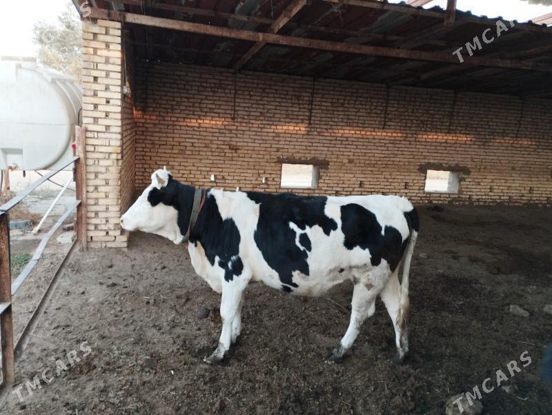 Gbrit gulajyn - Murgap - img 2